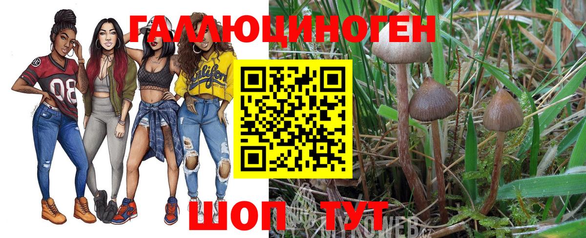 Псилоцибиновые грибы Psilocybe Качканар